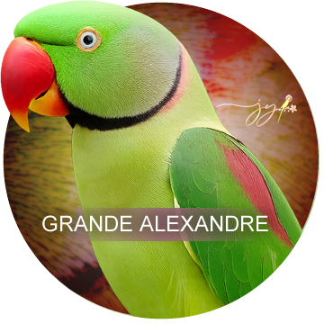 Grande Alexandre
